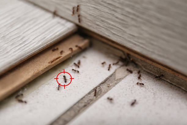 Best Cockroach Control Services  in Clay City, KY