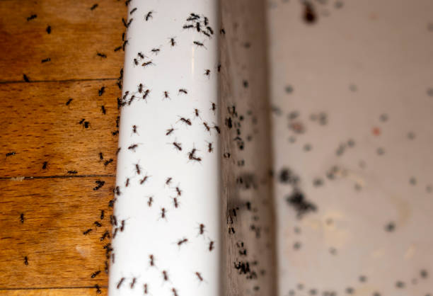 Wasp Removal Services in Clay City, KY