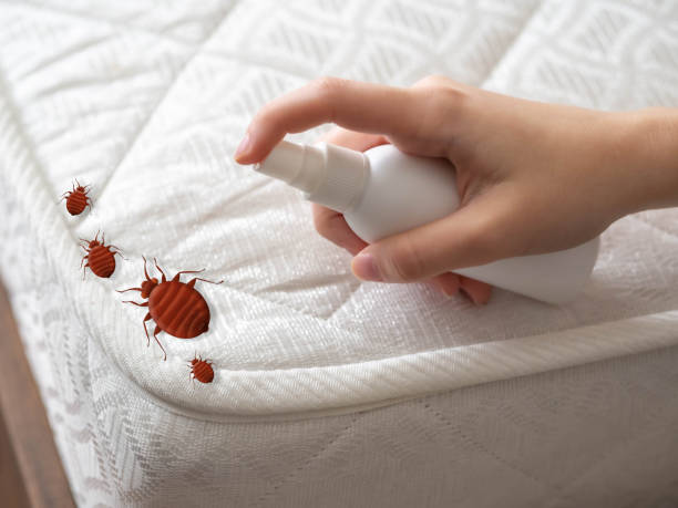 Best Wasp Removal Services  in Clay City, KY